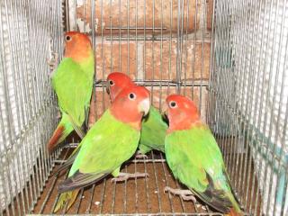 In 1673 コザクラインコ オパーリン入荷1年 雌 キットウココ ペット部 In 1673 コザクラインコ オパーリン入荷1年 雌 キットウココ ペット部