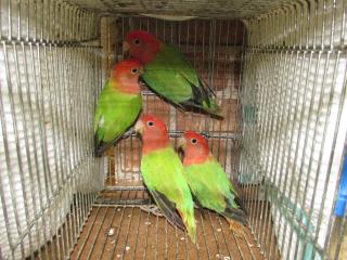IN-1673　コザクラインコ・オパーリン入荷1年　雌