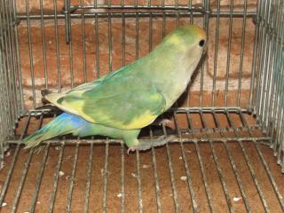 In 51 コザクラインコ シーグリーンパイド メス キットウココ ペット部 In 51 コザクラインコ シーグリーンパイド メス キットウココ ペット部
