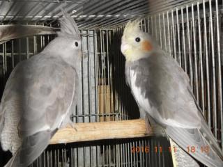 IN-2847 オカメインコのノーマル若 雄♂雌♀で | キットウココ ペット部
