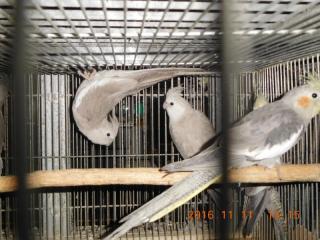 IN-2847 オカメインコのノーマル若 雄♂雌♀で | キットウココ