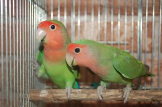 In 679 国産コザクラインコの当歳 雄雌 キットウココ ペット部