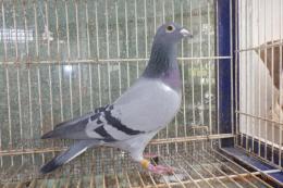 HT-998　レース鳩19FF4538　B　雌
