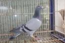 HT-998　レース鳩19FF4538　B　雌