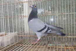 HT-998　レース鳩19FF4538　B　雌