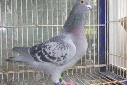 HT-996　　レース鳩18HA13898　BC　雌　600kまで3回