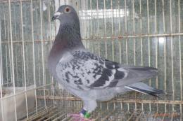 HT-996　　レース鳩18HA13898　BC　雌　600kまで3回