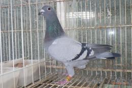 HT-997　　レース鳩19HA10970　B　雌　600k記録