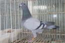 HT-997　　レース鳩19HA10970　B　雌　600k記録