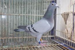 HT-997　　レース鳩19HA10970　B　雌　600k記録