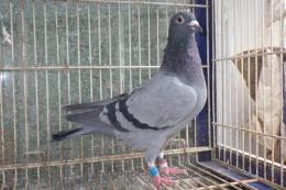 HT-1000　レース鳩21LB4177　B　雌　ハリーの系統