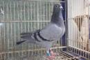 HT-1000　レース鳩21LB4177　B　雌　ハリーの系統