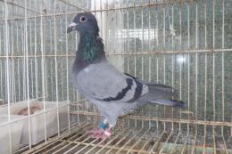 HT-1000　レース鳩21LB4177　B　雌　ハリーの系統