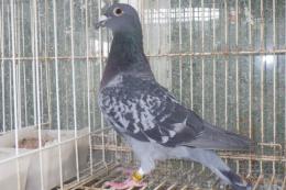 HT-1001　レース鳩19LB09923　BC　雌
