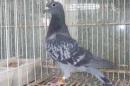 HT-1001　レース鳩19LB09923　BC　雌