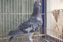 HT-1001　レース鳩19LB09923　BC　雌
