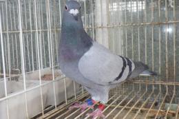 HT-1002　レース鳩17OX03895　B　雌　400k総合優勝