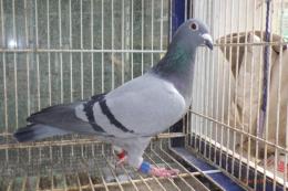 HT-1002　レース鳩17OX03895　B　雌　400k総合優勝