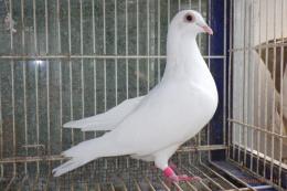 HT-1005 レース鳩22RR00763 W メス | キットウココ ペット部