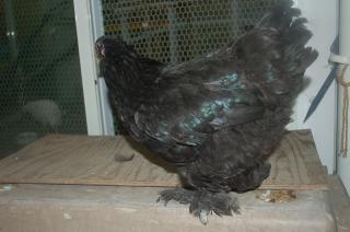 Ta 263 ブラックブラマの雌 当歳鳥 2羽居ます1羽の価格 キットウココ ペット部