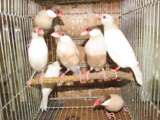 Kot 16 シナモン文鳥雄とクリームイノ雌 若のペアで キットウココ ペット部