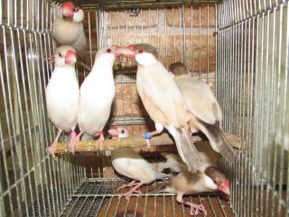 Kot 16 シナモン文鳥雄とクリームイノ雌 若のペアで キットウココ ペット部