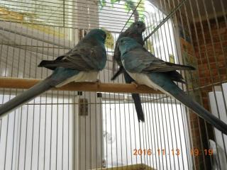 せきせいいんこ IN-2849 ビセイインコ・オーストラリアンブルー若♂ | キットウココ