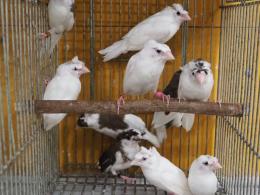 ジュウシマツさま専用 Amazon | fortune(フォーチューン) JDM ステンレス フランジ