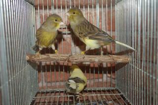 KOT-655 血統書付き「ローラーカナリヤ」ペアで | キットウココ ペット部