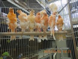 KOT-2790　赤巻き毛カナリヤ・国産若　雌、
