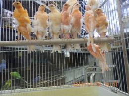 KOT-2790　赤巻き毛カナリヤ・国産若　雌、
