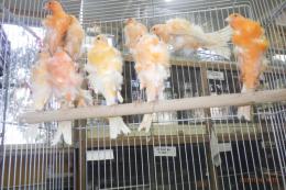 KOT-2790　赤巻き毛カナリヤ・国産若　雌、