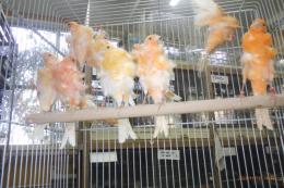 KOT-2790　赤巻き毛カナリヤ・国産若　雌、