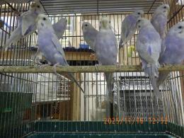 IN-4377　セキセイインコ・ライラックの若　雄雌で