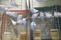 IN-4377　セキセイインコ・ライラックの若　雄雌で