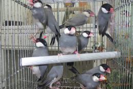 KOT-2791　ノーマル(サクラ)文鳥　雄雌で