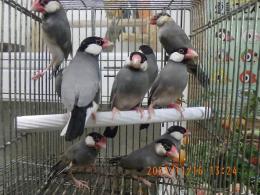 KOT-2791　ノーマル(サクラ)文鳥　雄雌で