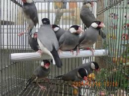 KOT-2791　ノーマル(サクラ)文鳥　雄雌で