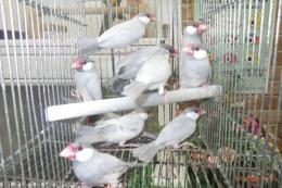 KOT-2792　シルバー文鳥　若　雄雌で