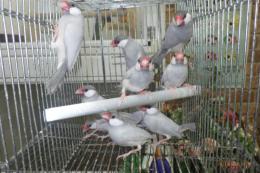 KOT-2792　シルバー文鳥　若　雄雌で