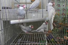 KOT-2792　シルバー文鳥　若　雄雌で