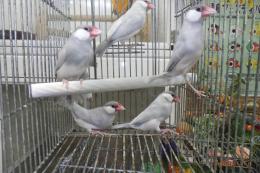 KOT-2792　シルバー文鳥　若　雄雌で