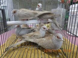 KOT-2794　薄雪鳩レッド　25年生の若　雄雌で