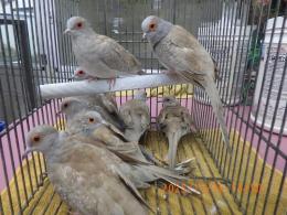 KOT-2794　薄雪鳩レッド　25年生の若　雄雌で