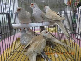 KOT-2794　薄雪鳩レッド　25年生の若　雄雌で