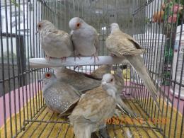 KOT-2794　薄雪鳩レッド　25年生の若　雄雌で