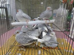 KOT-2795　腰白ウスユキバト　シルバーの雄雌で