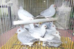 KOT-2795　腰白ウスユキバト　シルバーの雄雌で