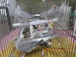 KOT-2795　腰白ウスユキバト　シルバーの雄雌で