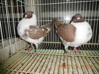 HT-766 鑑賞鳩 小型種「モデーナ」雄雌で | キットウココ ペット部